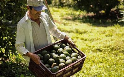 Mexicanos, en busca del aguacate Hass del Eje Cafetero