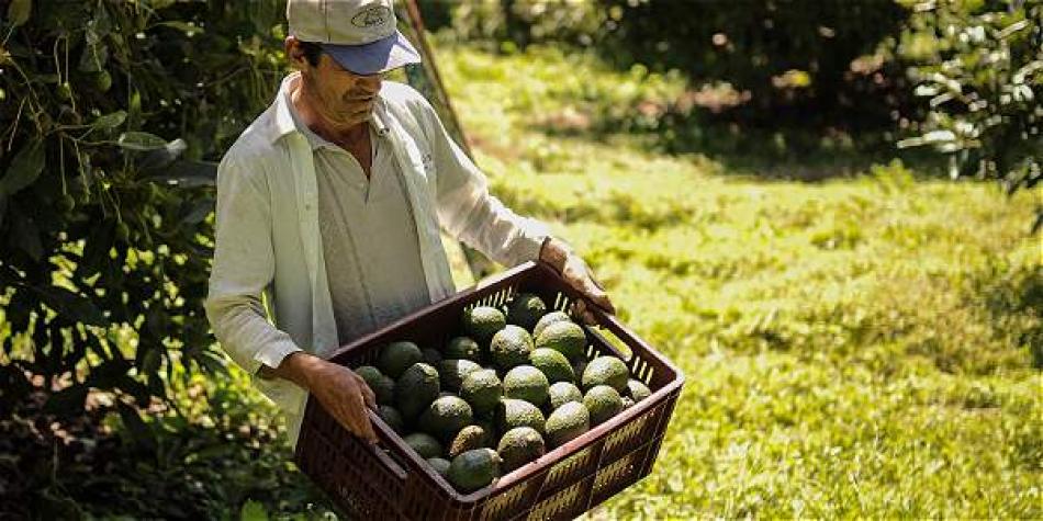 Mexicanos, en busca del aguacate Hass del Eje Cafetero