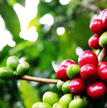 Precio interno del café sigue cayendo